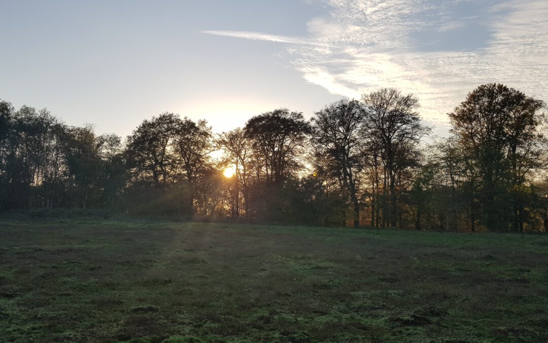 + Man sieht den Wald vor lauter Bäumen nicht mehr +