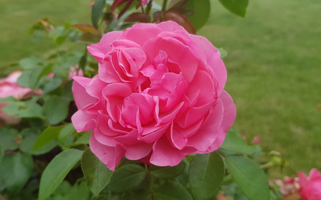 + Der Garten im Juli +