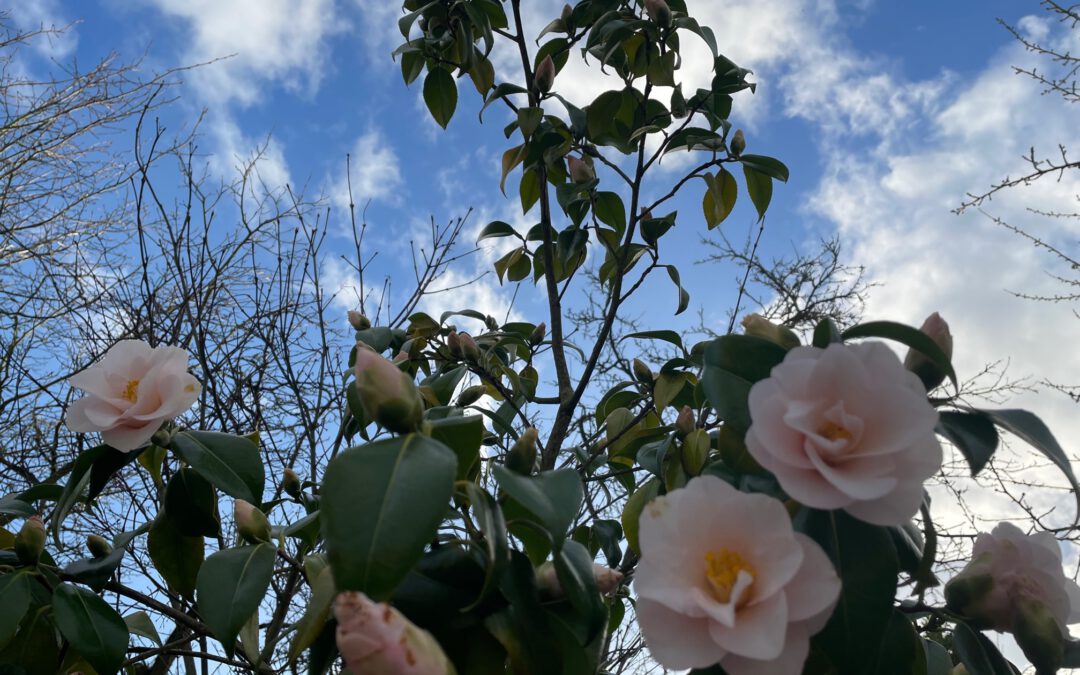 + Ihr Garten im Februar +