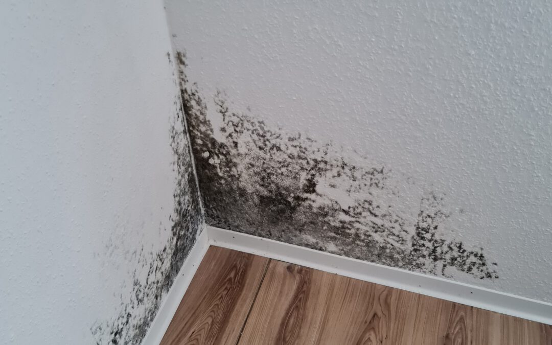 + Feuchtigkeit in Wänden / Schimmel – was tun? +