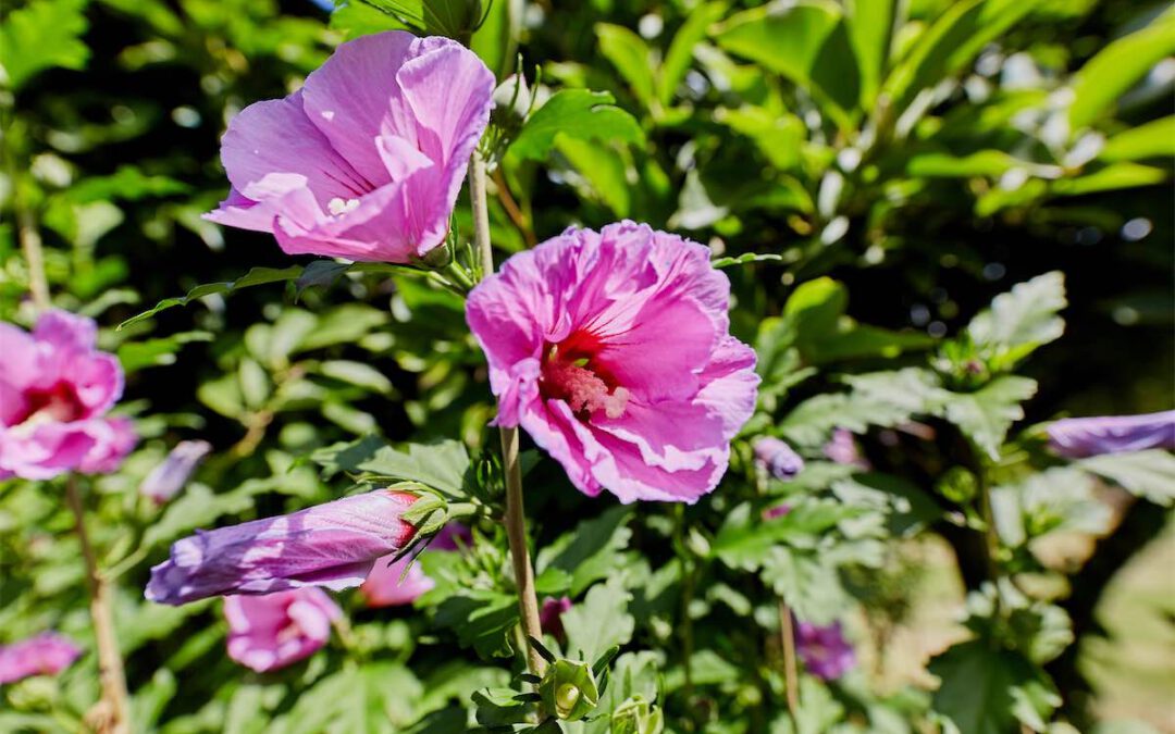 + Aufgaben im Garten im Sommer +