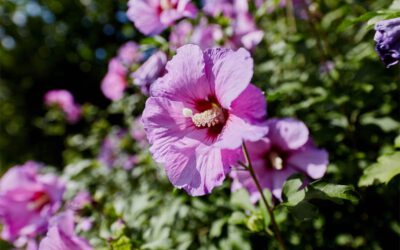 + Garten bei Hitze: Was jetzt wirklich wichtig ist +