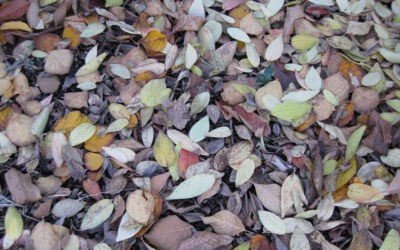 + Herbstanfang: So machen Sie Ihre Immobilie bereit für den Herbst +